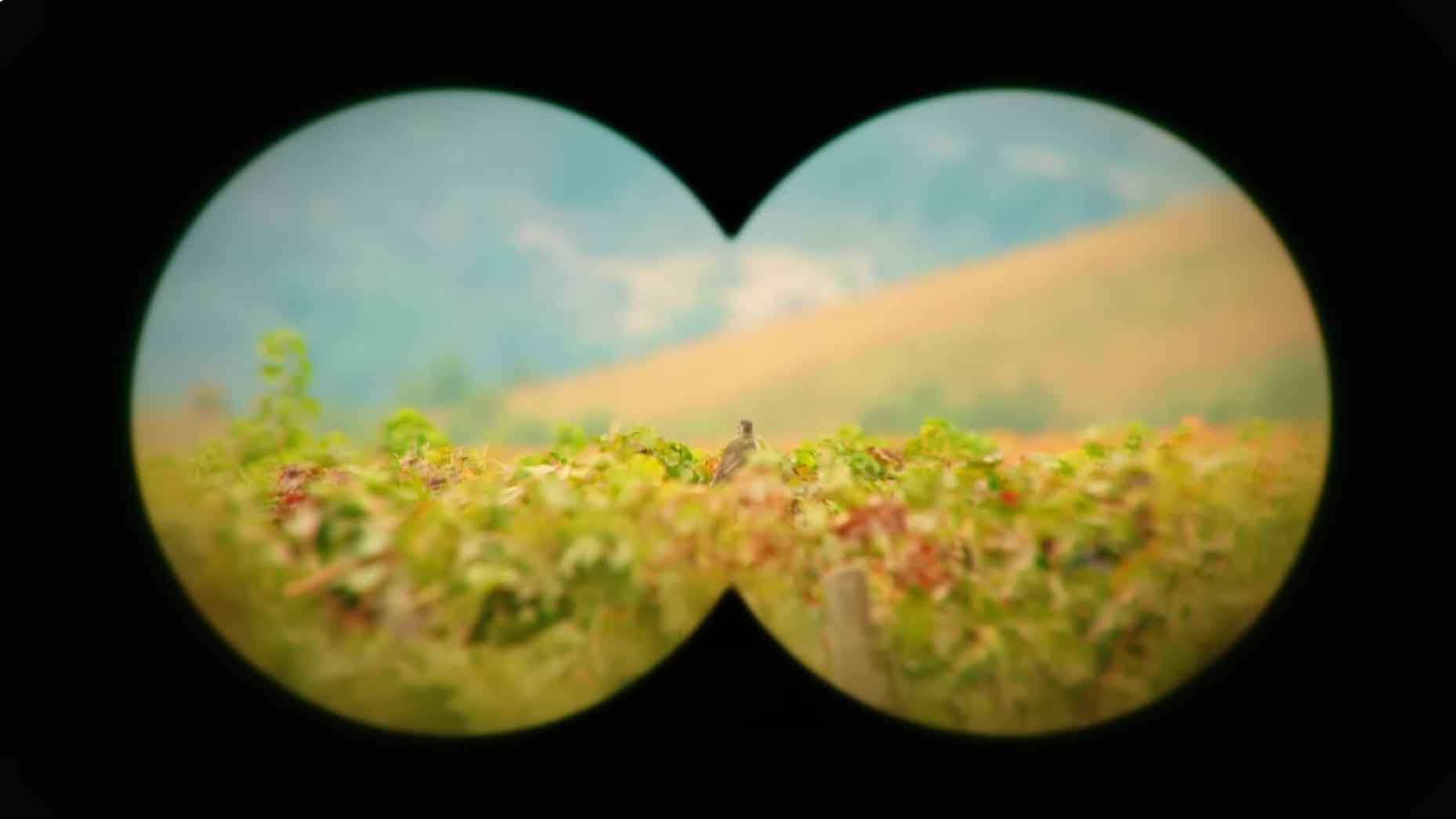 Guardianes del Paisaje | Capítulo 6 - Chile -Viña VIK